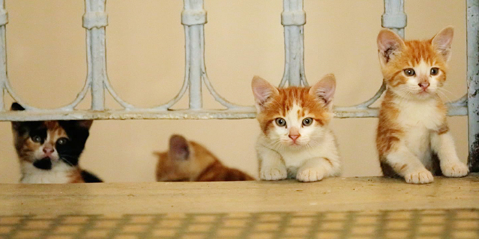 映画『猫が教えてくれたこと』公開記念スペシャルコラボレーション