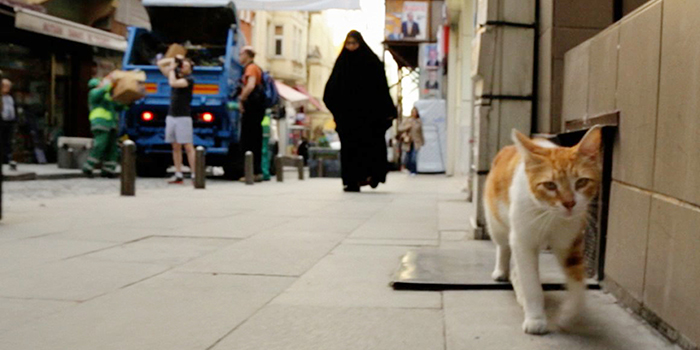 映画『猫が教えてくれたこと』公開記念スペシャルコラボレーション