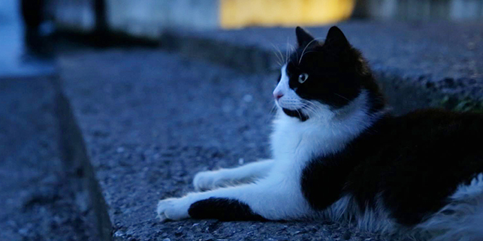 映画『猫が教えてくれたこと』公開記念スペシャルコラボレーション