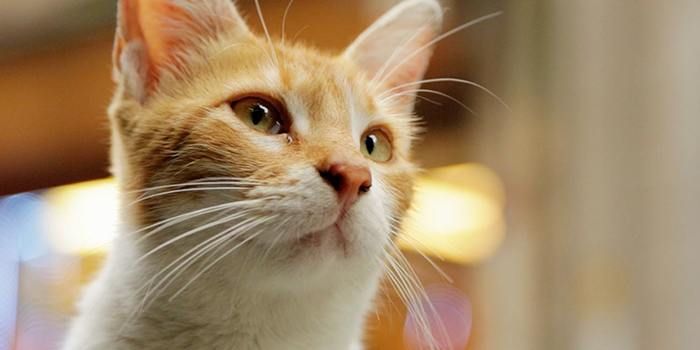 映画『猫が教えてくれたこと』公開記念スペシャルコラボレーション